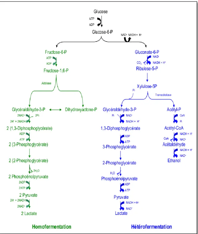 Figure 3 : Représentation schématique des principales voies de fermentation de  glucose chez les bactéries lactiques (De Roissart et Luquet, 1994)