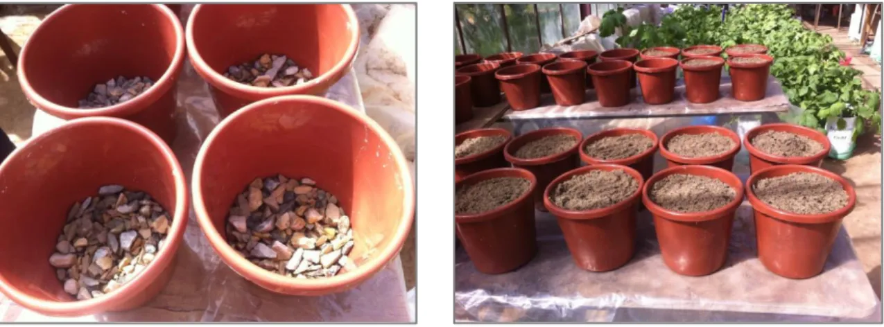 Fig. 9 : Etapes du remplissage des pots par le substrat. 