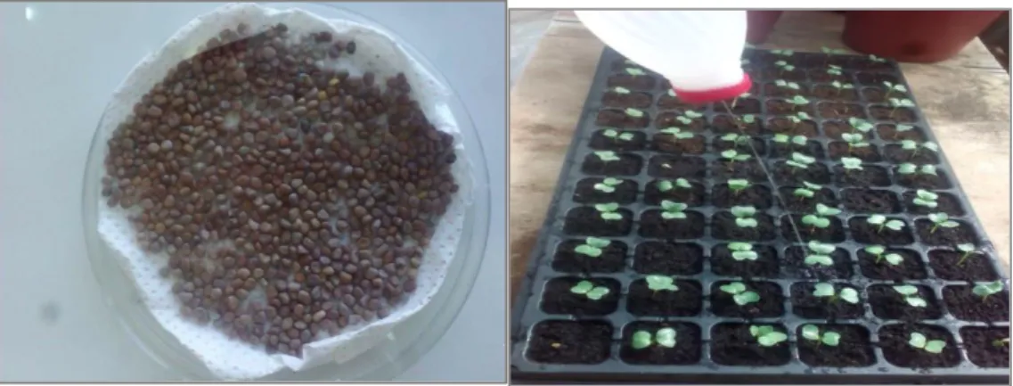 Fig. 11 : Plantules de radis (Raphanus sativus L) repiquées dans les pots. 