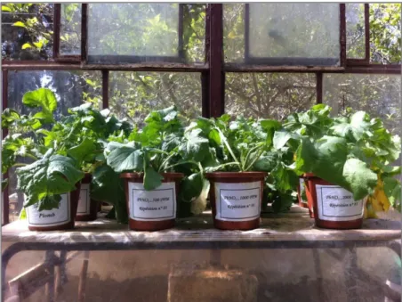 Fig. 13 : Démontage des plantes. 