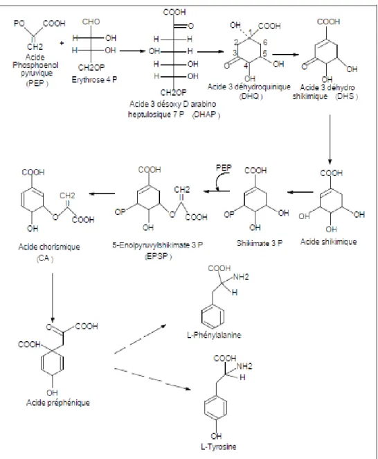 Figure 1. Voie de la biosynthèse des polyphénols par de l‟acide Shikimique (Bruneton,  1999 ; Floss, 1997)