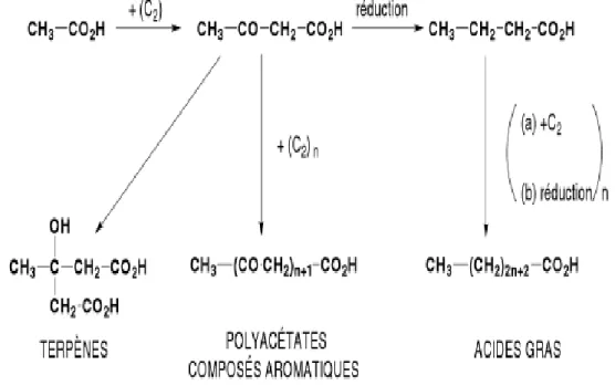 Figure 2. Voie de la biosynthèse des polyphénols par l‟acide acétique (Bruneton, 2009)