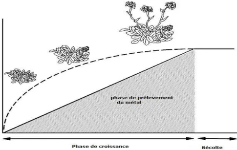 Figure 6. Schéma représentant une phytoextraction continue : La ligne continue représente la  teneur en métal de la partie aérienne ; la ligne discontinue représente la production de biomasse 