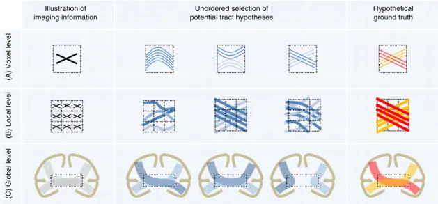 Fig. 7 Ambiguous correspondences between diffusion directions and ﬁ ber geometry. The three illustrations at voxel, local, and global level are used as an example to illustrate the possible ambiguities contained in the diffusion imaging information that ma