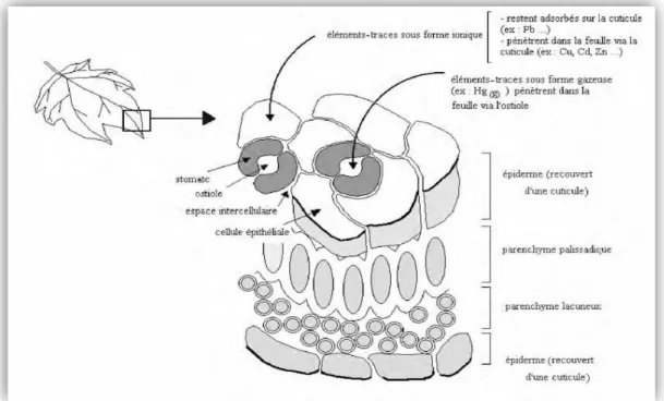 Figure 5 : Coupe transversale d’une feuille schématisée montrant les voies de pénétration des  éléments traces (Bargagli, 1998 et Soltner, 1999)