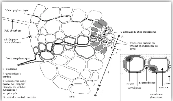 Figure 6 : Coupe transversale d’une racine montrant le transport des éléments traces par voie  symplasmique ou apoplasmique (Bargagli, 1998)