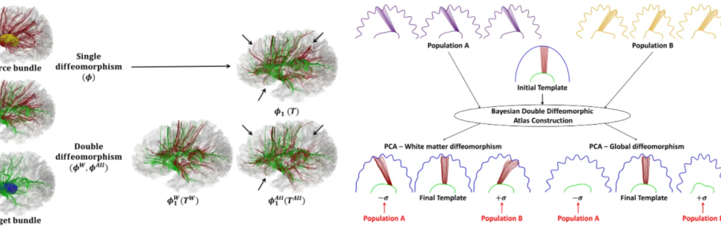 Fig. 6. At the top, we present two toy populations characterised by a different cortex, sub-cortical nucleus and structural connectivity
