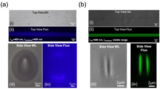 Fig. 1. Top View white light illumination (a.i) for type I waveguide (b.i) type A waveguide