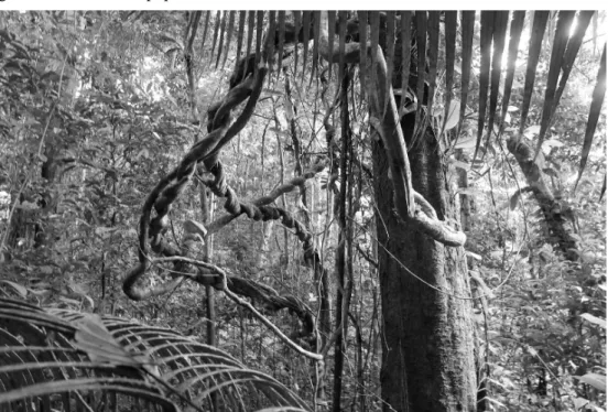 Fig. 2 – La forêt amazonienne est beaucoup moins « vierge » qu’il n’y paraît au premier regard.