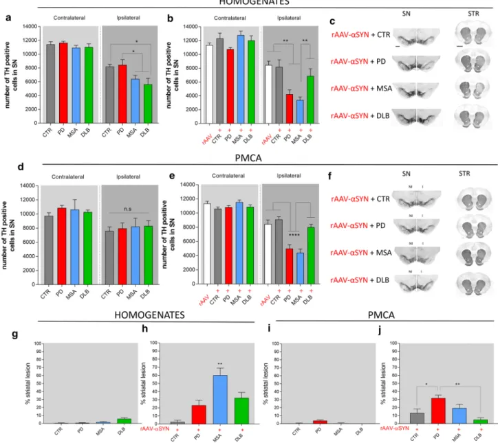 Fig. 6    Dopaminergic neurodegeneration after intracerebral inocula- inocula-tion of different patient-derived homogenates and PMCA-amplified  αSYN strains