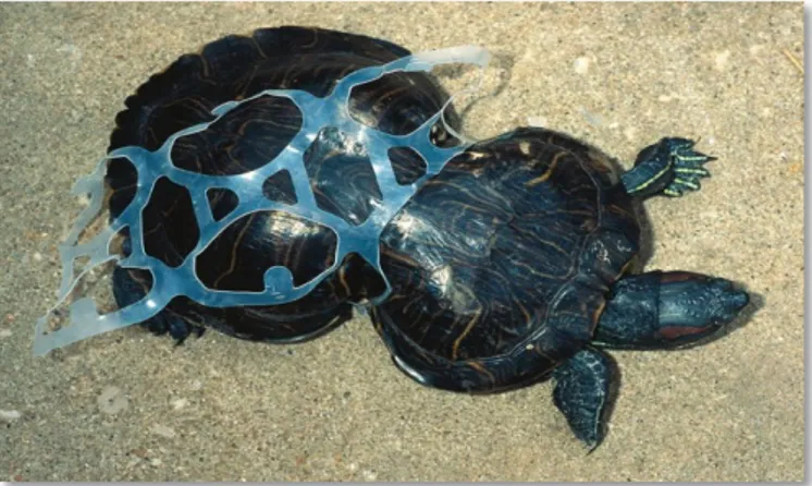 Figure 03 : Petite tortue tortue déformée physiquement en raison du plastique (regardsurlemonde.fr, 2015)
