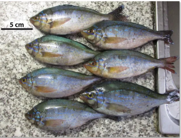 Figure 15: Quelques individus des poissons péchés de l’espèce Spicara maena (N©TAIBI_2020) 