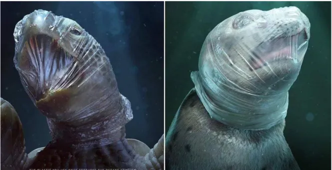 Figure 1. Mammifères marins emprisonnés dans des sacs en plastiques. Source : Google image 2018 