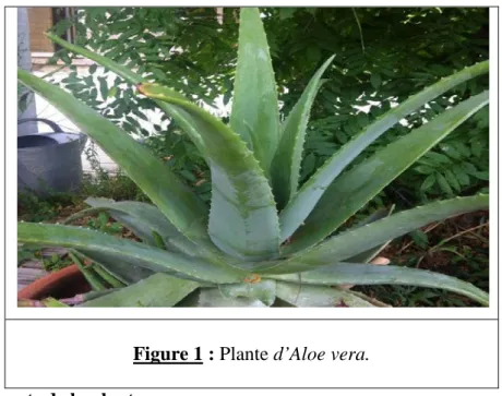 Figure 1 : Plante d’Aloe vera. 