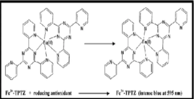 Figure 8 : Mécanisme réactionnel du test FRAP (Ferric reducing-antioxidant power) ( Prior et al.,  2005)