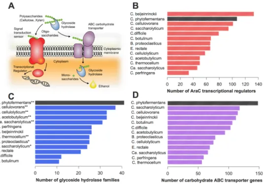Fig 3. Comparative analysis of AraC transcriptional regulators, glycoside hydrolases (GH), and ABC transporters among selected sequenced clostridial genomes