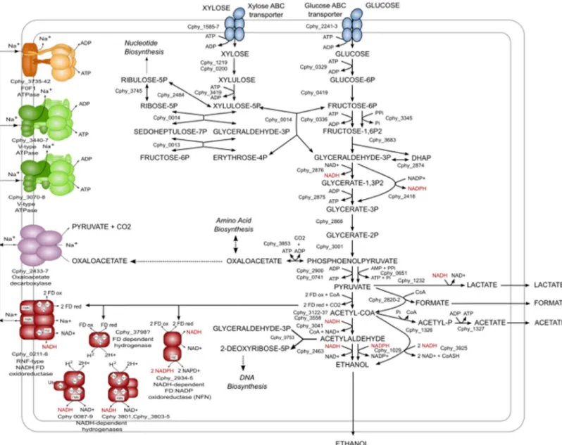 Fig 6. Model of C . phytofermentans central metabolism including proposed pathways involved in high ethanol yield.