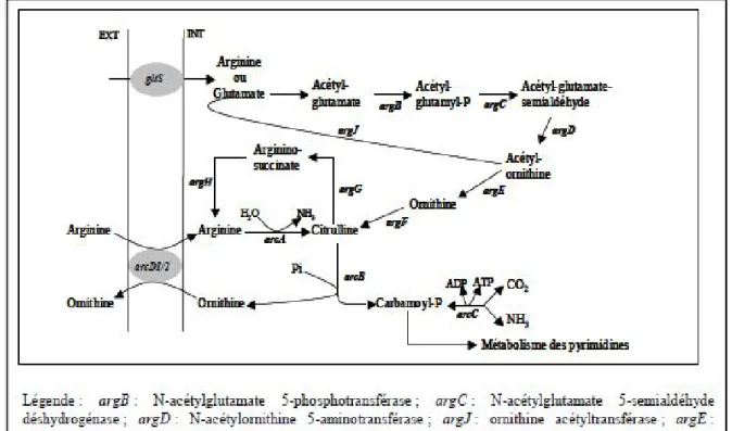 Figure 06 : Representation schématique du métabolisme de l’arginine chez Lactococcus lactis  (Raynaud, 2006) 