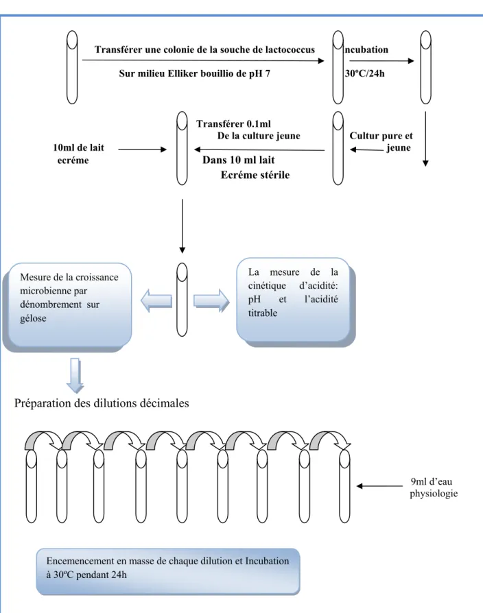 Figure 11 : Représentation schématique du  différentes étapes de la cinétique de croissance et  d’acidification  La  mesure  de  la cinétique  d’acidité: pH et l’acidité titrable Mesure de la croissance microbienne par dénombrement  sur gélose 