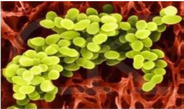 Figure 0 3:  Observation au microscope électronique à balayage de Lactococcus lactis  (GX10000) (Teuber et Geis, 1989)