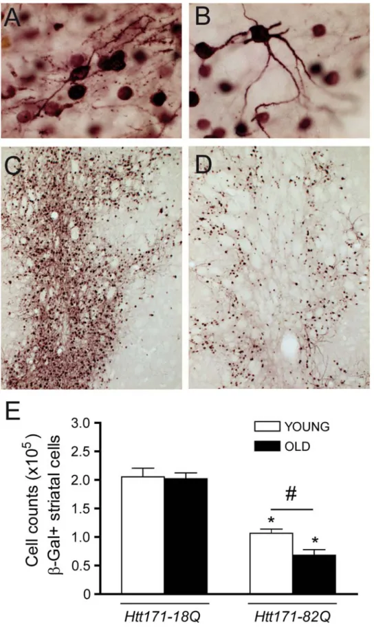 Figure 7. Htt171-82Q toxicity in exacerbated in old rats. Young (3 week) and old (15 month) rats received a stereotaxic injection of a mixture of lentiviral vectors (4 ml, 200 ng/ml of p24) encoding Htt171-18Q or Htt171-82Q and b-Gal