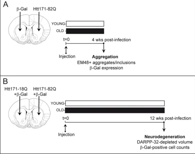 Figure 1. Experimental design to study age-dependent vulnerability of the striatum to mutant huntingtin (Htt)
