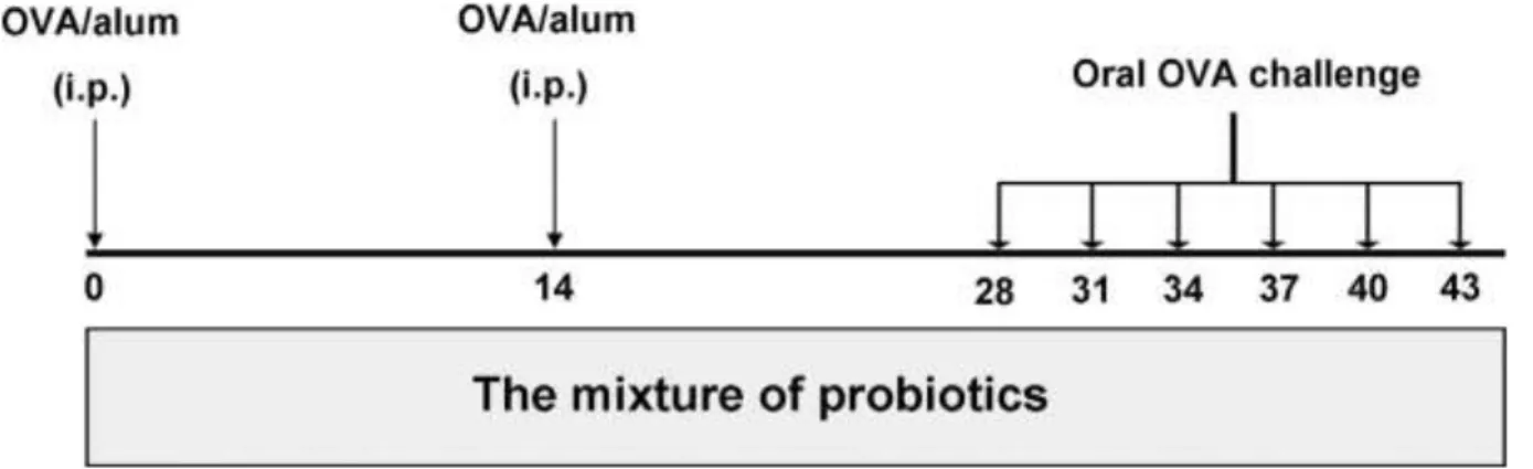 Figure 7 : Procédure expérimentale de Ma et al. (2019). 