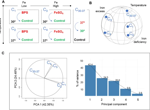 Figure 2. Global analysis of transcriptome changes in iron deficiency or iron overload conditions at 30 ◦ C and 37 ◦ C