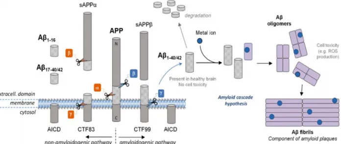 Figure 2. Vue schématique du clivage protéolytique de l'APP (protéine précurseur de  l’amyloïde) (Cheignon et al., 2018)