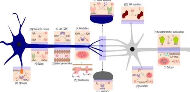 Figure 12. La susceptibilité des neurones au stress oxydatif (Cobley et al., 2018). 