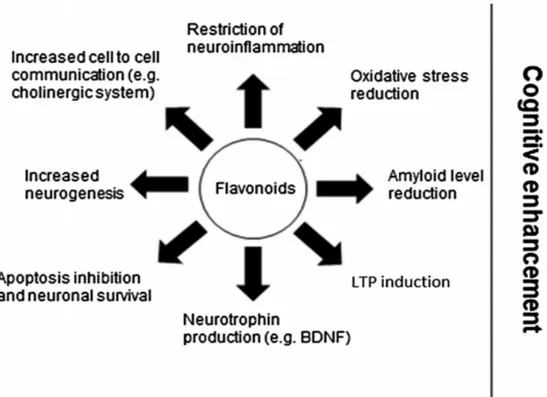 Figure 21. Principaux effets des composés flavonoïdes sur la physiologie et la  physiopathologie cérébrale pouvant éventuellement contribuer à l'amélioration cognitive 