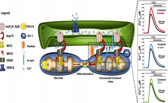 Figure 32. Trois protéines liées à la maladie de Parkinson (α-synucléine, la parkine et la DJ- DJ-1) contrôlant l’absorption du Ca 2+  mitochondrial par la modulation des sites de contact 