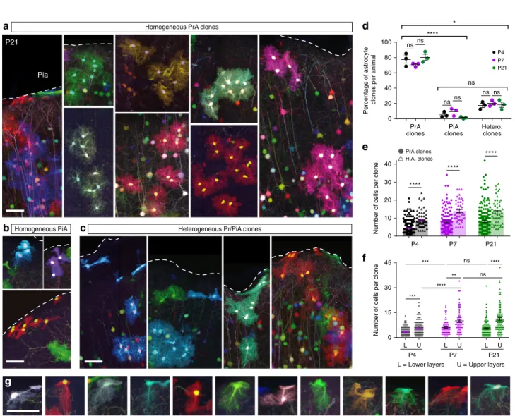 Fig. 3 Clonal expansion based on proliferation and spacing of sister astrocytes lessens during development