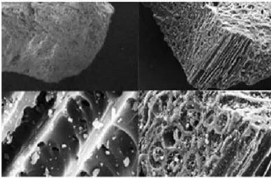 Figure I.3 : Structure du charbon actif vu sous un microscope électronique