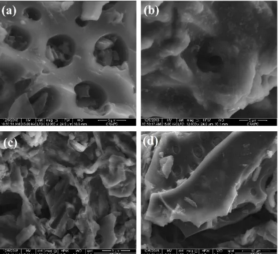 Figure III.5 : Image MEB de la structure poreuse des billes composites à différents rapports  ALG/CA