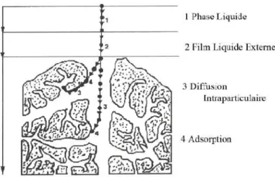 Figure 13. Domaines d’existence d’un soluté lors de l’adsorption sur un matériau  microporeux [55]