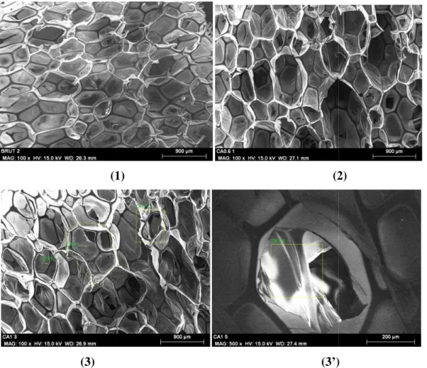 Figure 37. Micrographies électroniques à balayage des PUs ; 1) dans sa forme non  d'origine (brut) ; 2, 3) dans sa forme composite (PU 