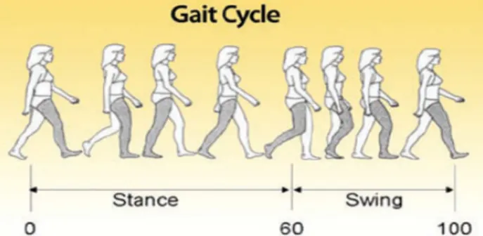 Fig. 1: Gait cycle (www.optogait.com).
