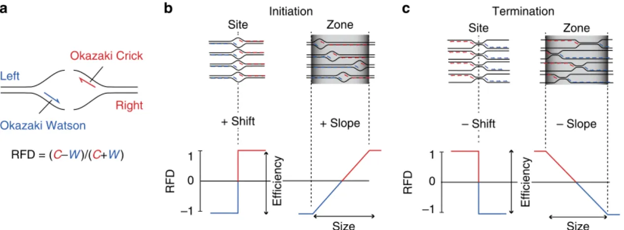 Figure 1 | Principle of RFD mapping by OK-Seq. (a) Schematic leftward (blue) and rightward (red) forks with Okazaki fragments