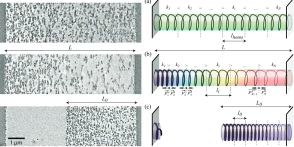 FIGURE 2.  Model of coil spring with a gradient of stiffness as inspired by cross-sectional views of the polymer network by  TEM