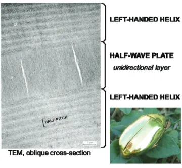 FIGURE 3.  TEM micrograph of oblique section of cuticle of Plusiotis resplendens including unidirectional layer and adjacent  left-handed layers