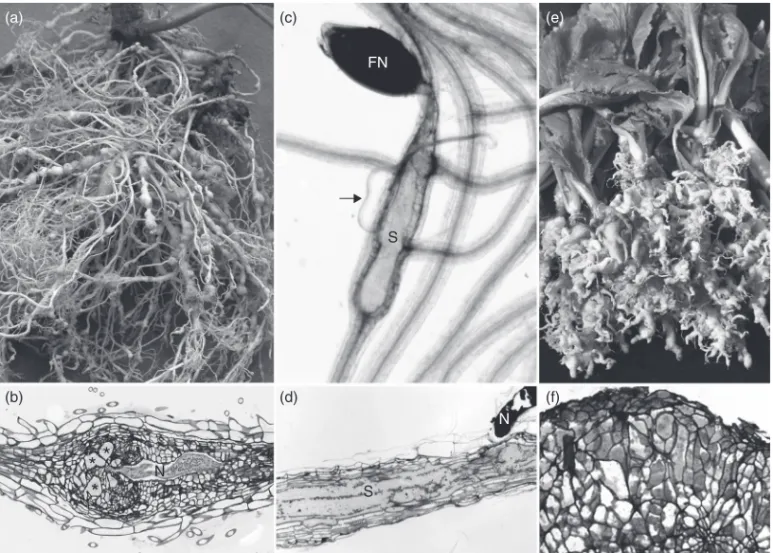 Figure 10.1 Root responses to RKN, CN, and Plasmodiophora brassicae infection. (a) Galls on tomato roots infected by M.