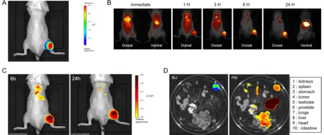 Figure 1.  In  vivo  detection  of  LipImage TM  815 accumulation in subcutaneous tumors