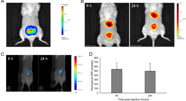 Figure 2. In vivo detection of LipImage TM  815 accumulation in orthotopic prostate tumors