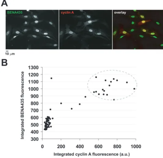 Figure 6. BENA435 nuclear fluorescence reflects cell cycle stage. (A) Images show the same representative microscopic field with methanol-fixed fibroblasts stained using anti-cyclin A antibodies and counterstained by BENA435