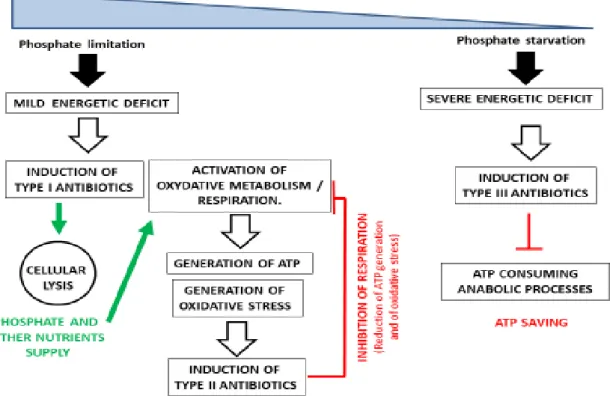 Figure 1. Schematic representation of the role played by each type of antibiotic in the regulation of  the energy metabolism of Streptomyces in condition of moderate to severe phosphate limitation