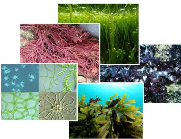 Figure 1. Les algues 