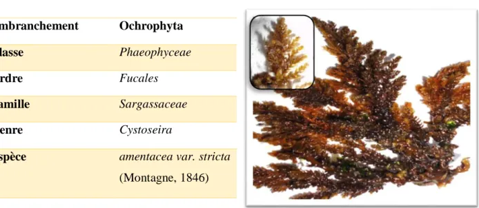 Figure 8 : Cystoseira amentacea var. stricta 