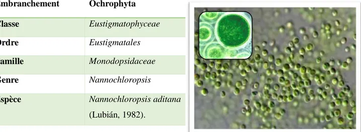 Figure 12 : Nannochloropsis gaditana (100)  