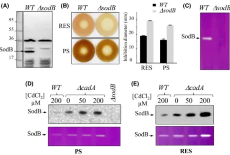 Fig. 2. R. gelatinosus SodB expression and activity. (A) Western blot analysis of wild-type (WT) and DsodB mutant cells